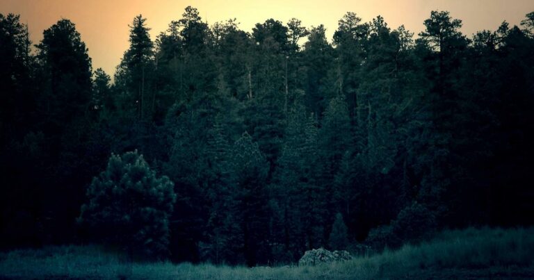 Le marché immobilier parisien en 2024 : chute libre ou stabilisation ?