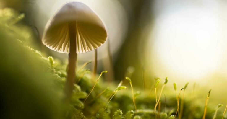 Immobilier de prestige en 2024 : le luxe résiste à la crise