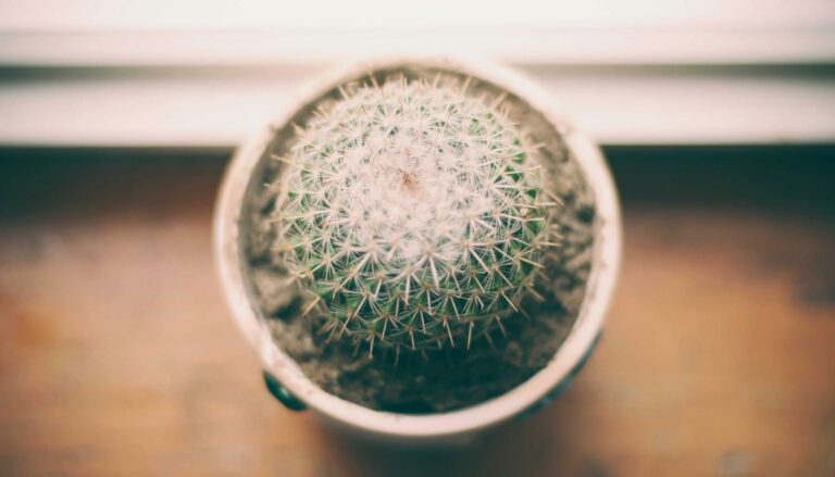 Investir à Paris en 2026 : mythe ou réalité pour les petits budgets ?